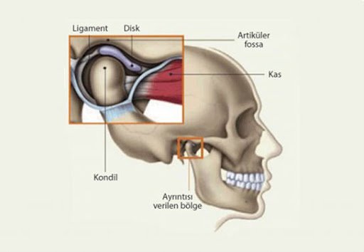 What is the Temporomandibular Joint?